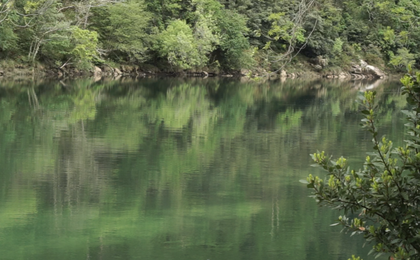 5 Razones por las que querer plantar un árbol en Galicia.